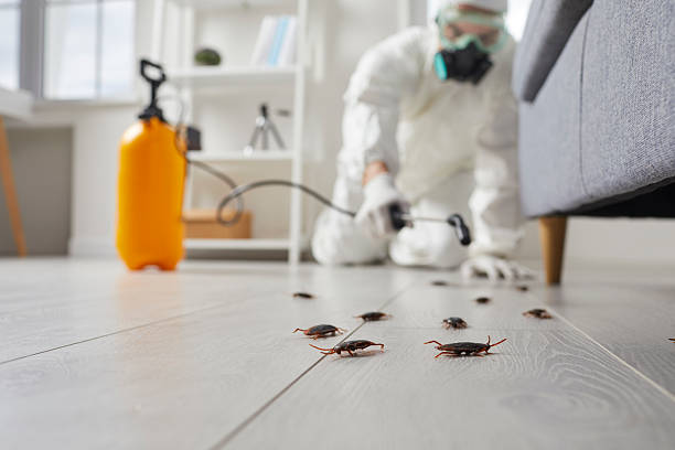 Commercial Kitchen Cockroach Control in Mount Repose